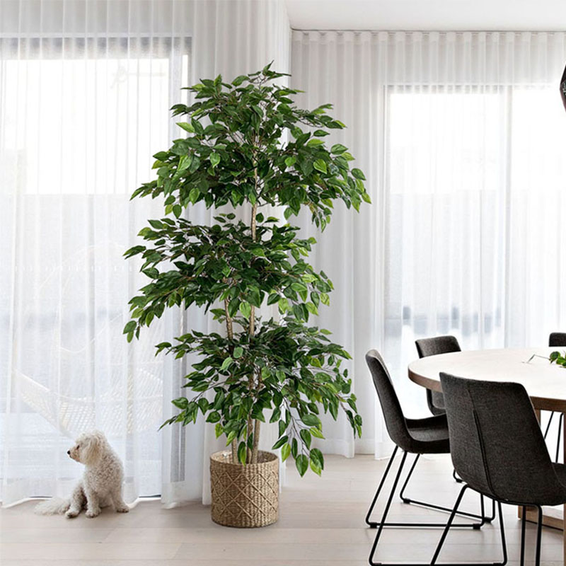 Dracaena Marginata - Ficus-árbol Artificial de 70 pulgadas, plantas