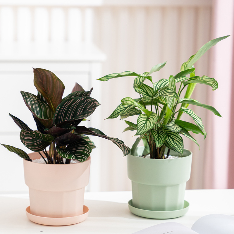 Aloe Vera Pot - Maceta suculenta de rábano verde de