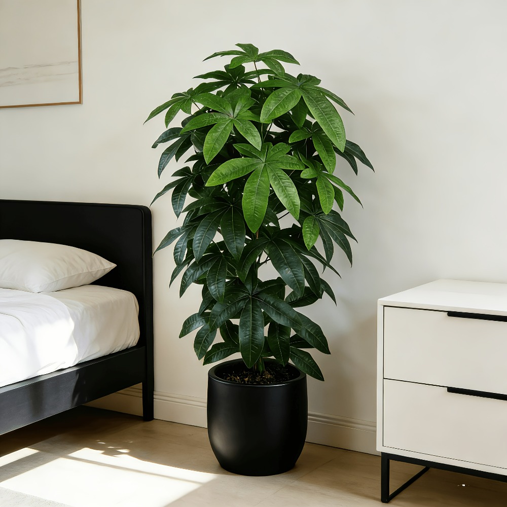 Monstera Adansonii - Árbol del Dinero Artificial Pachira Aquatica