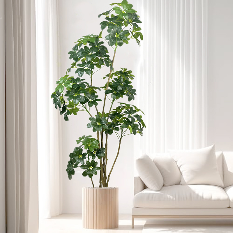 Árbol Tropical de plantas arti - Dracaena Marginata reseña y precio