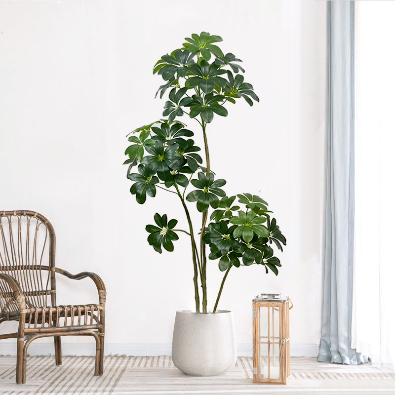 Árbol Tropical de plantas arti - Dracaena Marginata reseña y precio