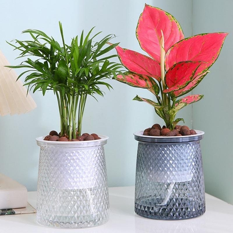 Maceta de plástico transparent - Aloe Vera Pot reseña y precio