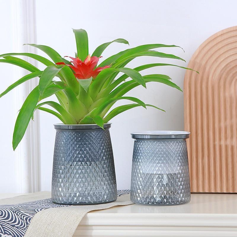 Maceta de plástico transparent - Aloe Vera Pot reseña y precio