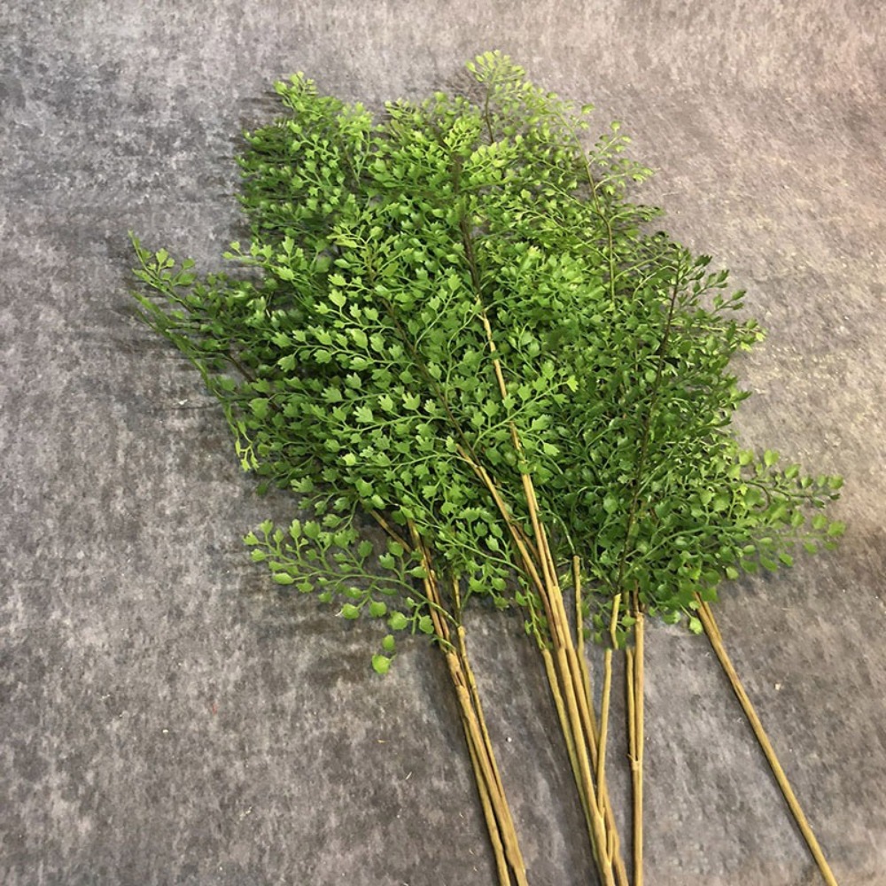 Ramas de plantas de helecho ar - Dracaena Marginata reseña y precio