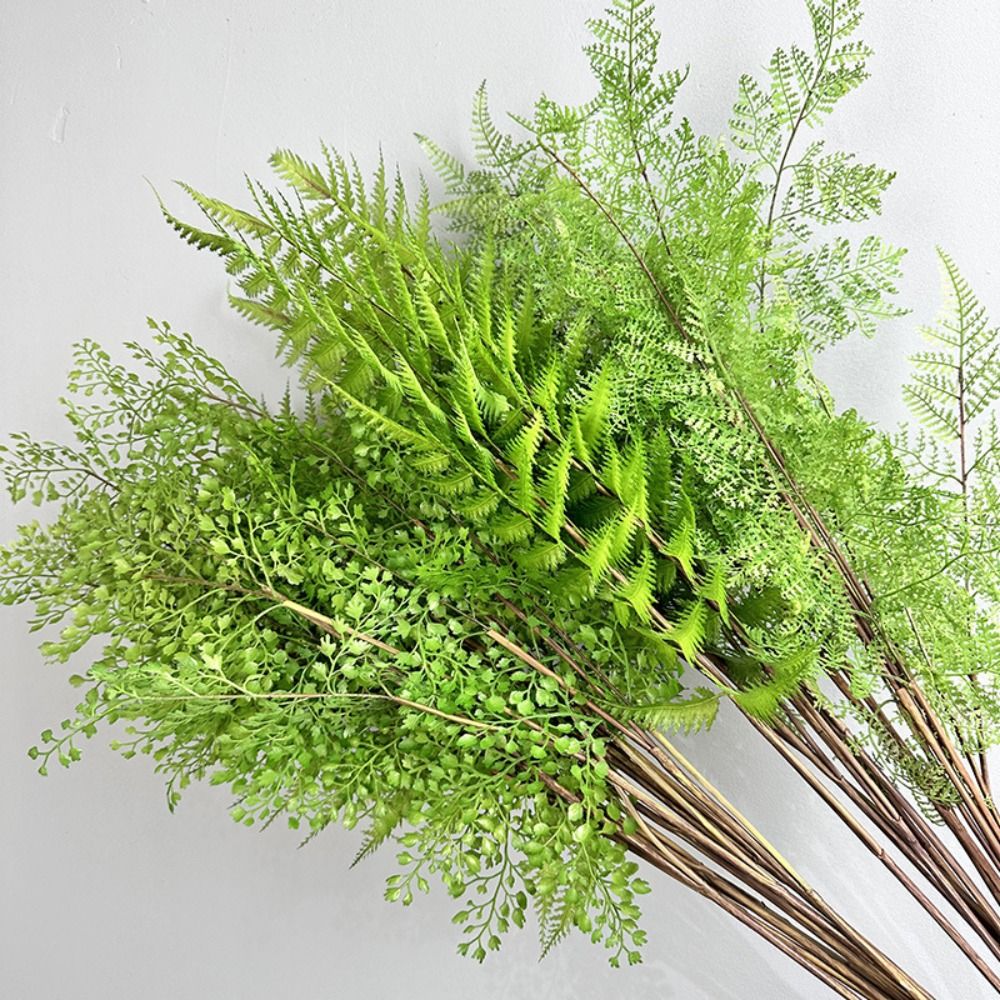 Ramas de plantas de helecho ar - Dracaena Marginata reseña y precio