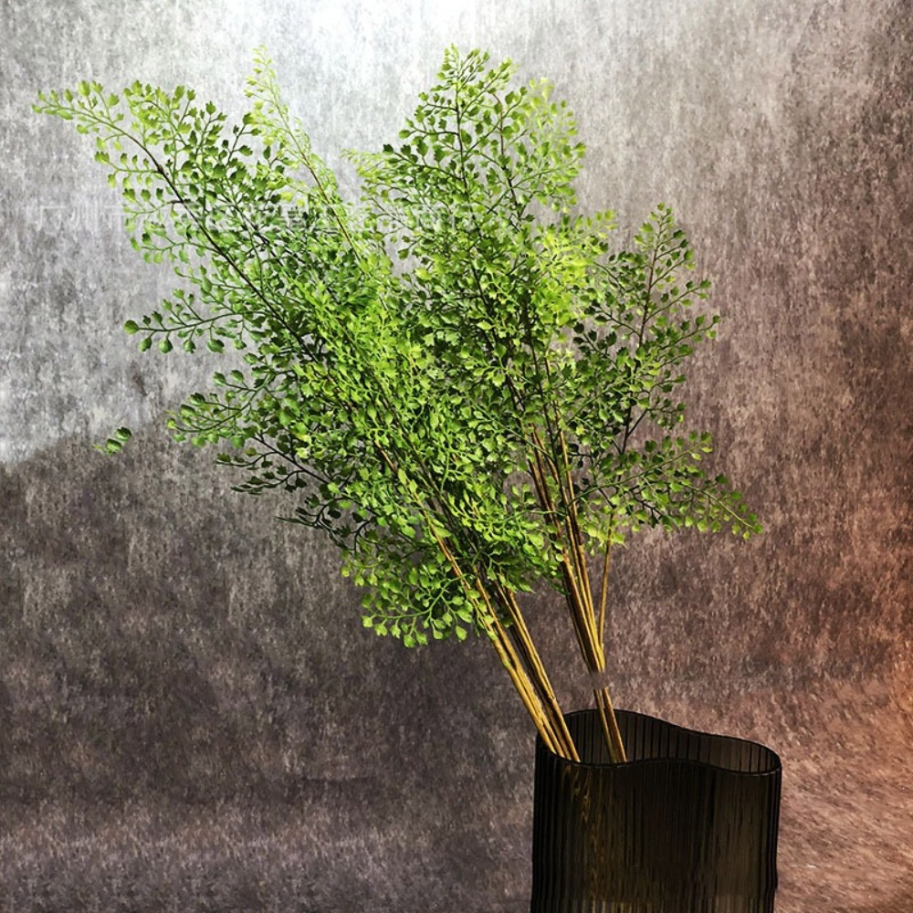 Ramas de plantas de helecho ar - Dracaena Marginata reseña y precio
