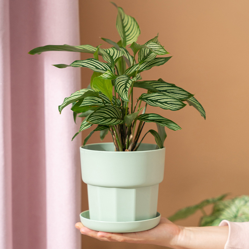 Maceta suculenta de rábano ver - Aloe Vera Pot reseña y precio