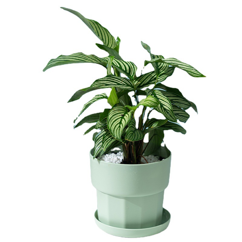 Maceta suculenta de rábano ver - Aloe Vera Pot reseña y precio