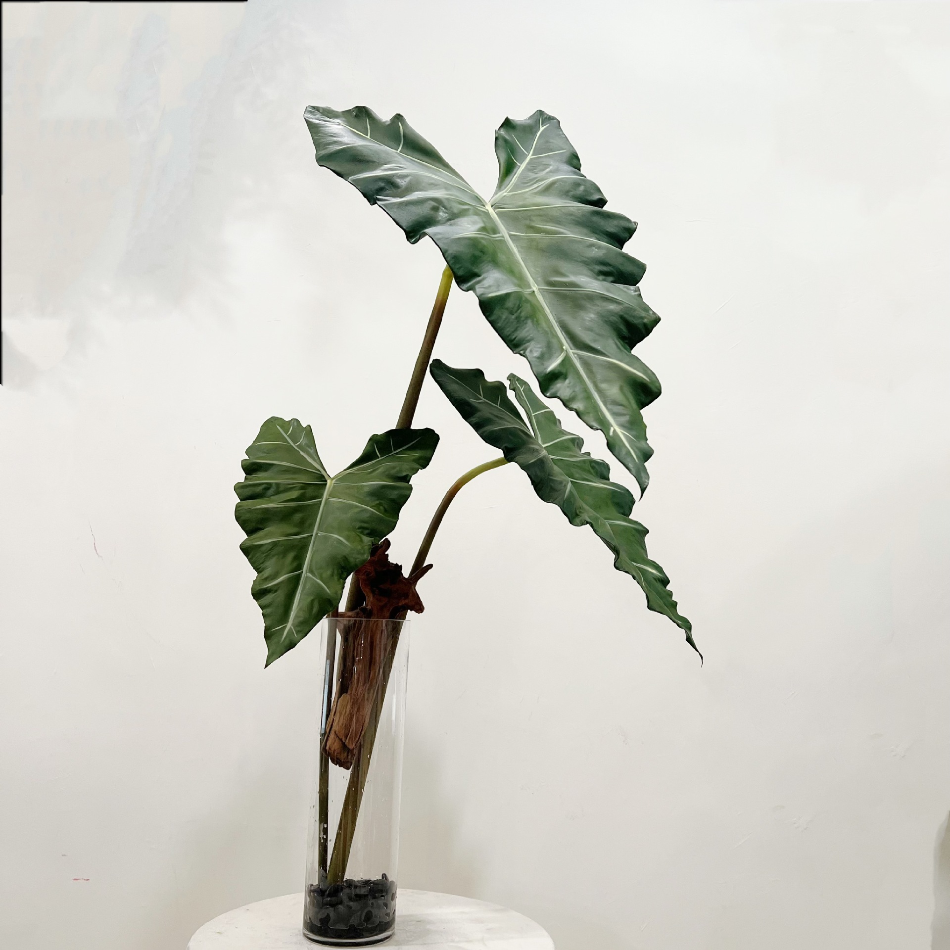 Planta verde de PU larga simul - Monstera Adansonii reseña y precio