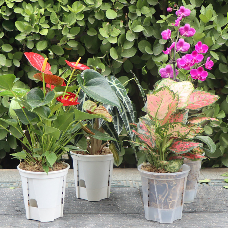 Maceta de orquídeas transparen - Aloe Vera Pot reseña y precio