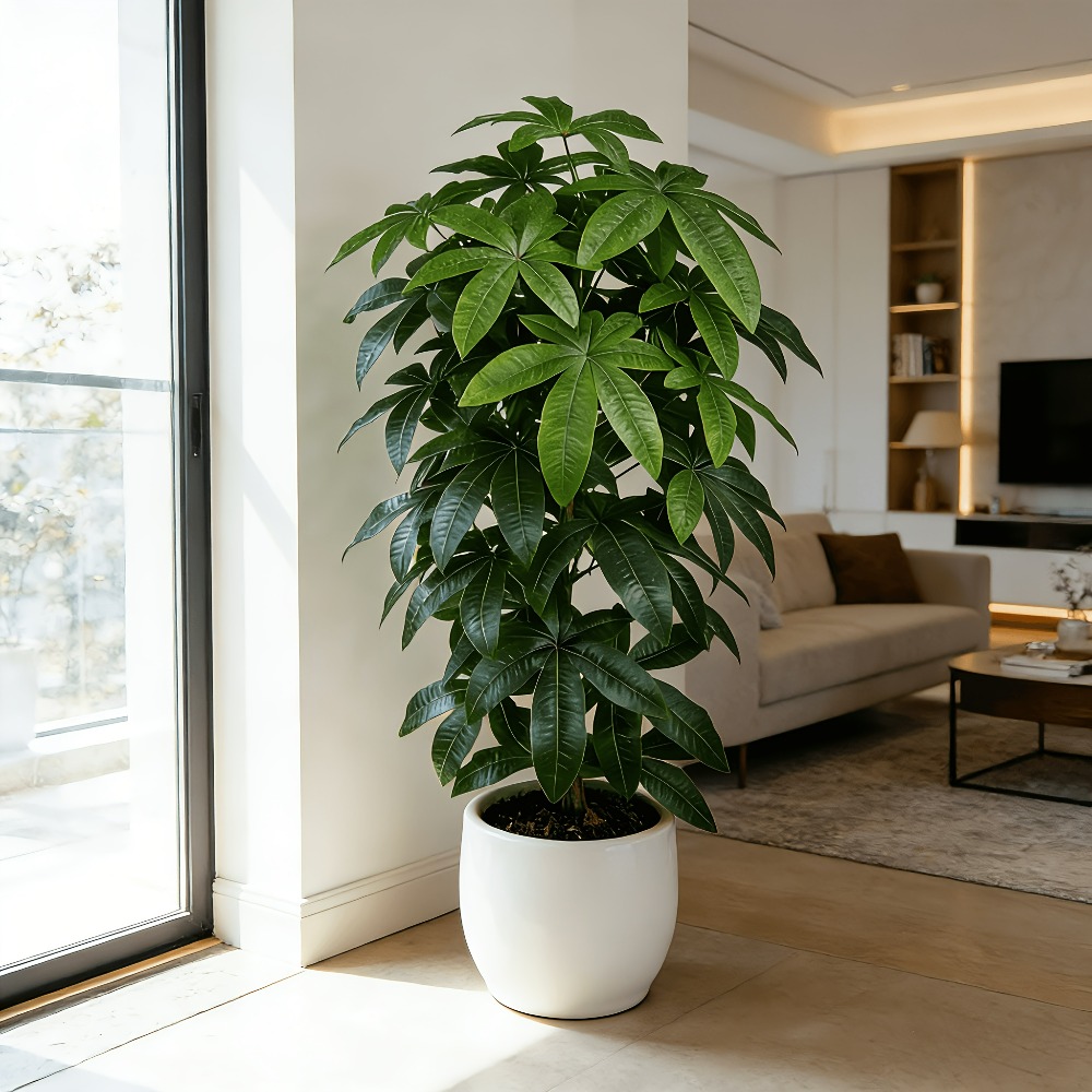 Árbol del Dinero Artificial Pa - Monstera Adansonii reseña y precio